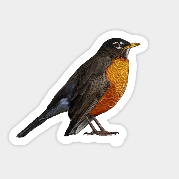 American Robin (Male) Detailed Illustration Sticker by esslev